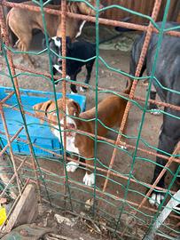 Cucciolo di cane