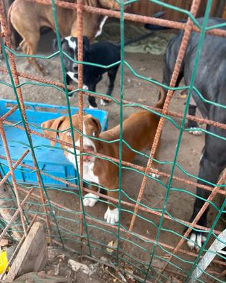 Cucciolo di cane