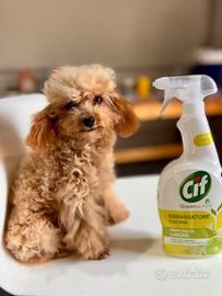 Barboncino mini Toy adulto