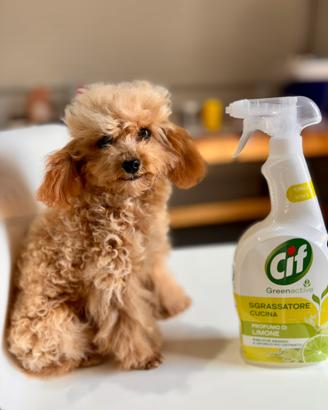 Barboncino mini Toy adulto