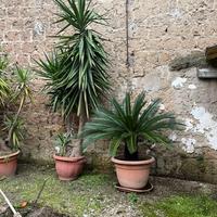 Due piante di Yucca
