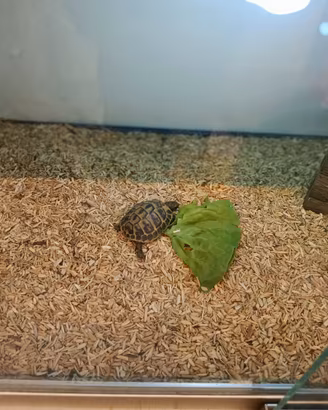 Tartarughe di terra