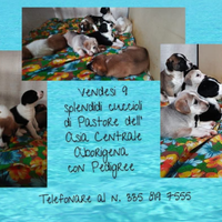 Pastori dell Asia centrale