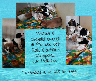 Pastori dell Asia centrale