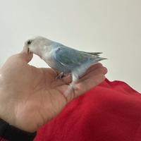 Inseparabile maschio