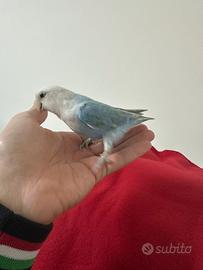 Inseparabile maschio