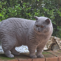 British shorthair blue accoppiamento