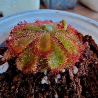 Drosera Aliciae (Pianta Carnivora)