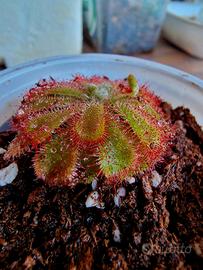 Drosera Aliciae (Pianta Carnivora)