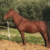 Cavallo Qh