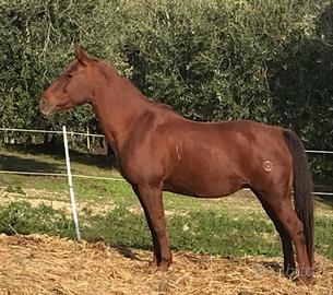 Cavallo Qh