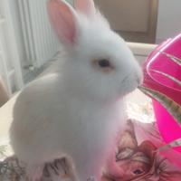 Coniglio leone pelo angora