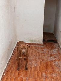 RED AMSTAFF 2 ANNI “Io sono Red, ora sono qui,