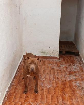 RED AMSTAFF 2 ANNI “Io sono Red, ora sono qui,