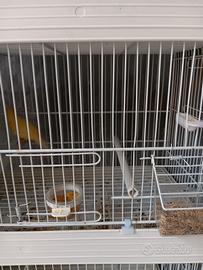 Canarini da canto malinois