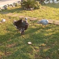 Coppia di tacchini leggeri