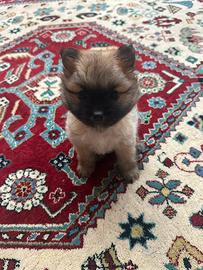 Cucciolo di Spitz di Pomerania