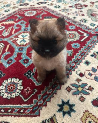 Cucciolo di Spitz di Pomerania