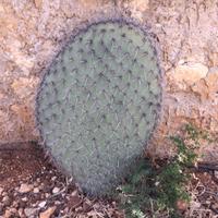 Pala di Opuntia pilifera da radicare