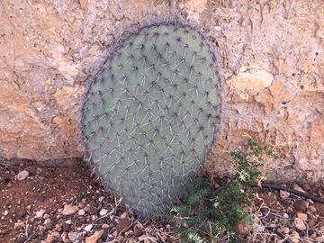 Pala di Opuntia pilifera da radicare