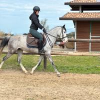 Cavalli doppia pony femmina