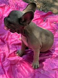 Bulldog francese