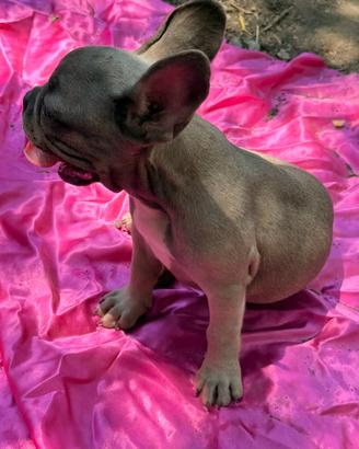 Bulldog francese