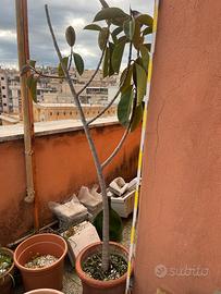 Pianta ficus con vaso terracotta