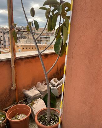 Pianta ficus con vaso terracotta