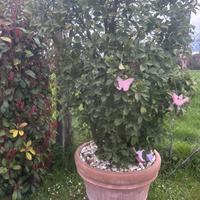 Pianta sempreverde con vaso  in terracotta