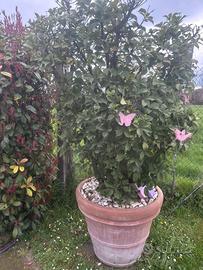 Pianta sempreverde con vaso  in terracotta