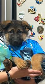 Cuccioli di pastore tedesco