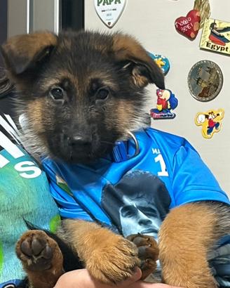 Cuccioli di pastore tedesco