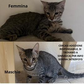 Gattini