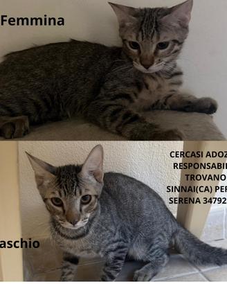 Gattini