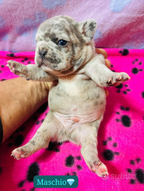 Bulldog Francese cuccioli