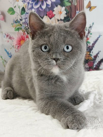 Scottish Straight Blue