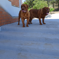Dogue de bordeaux