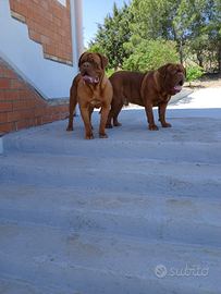 Dogue de bordeaux
