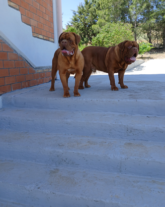 Dogue de bordeaux