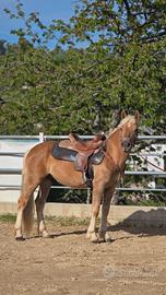 Cavallo