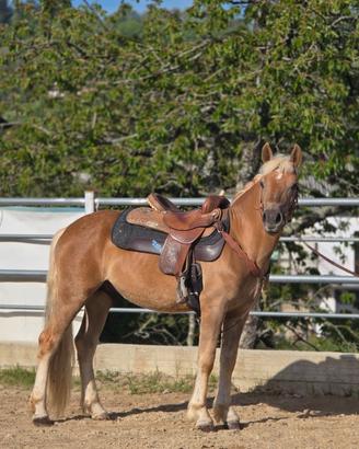Cavallo
