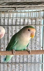 Inseparabile maschio