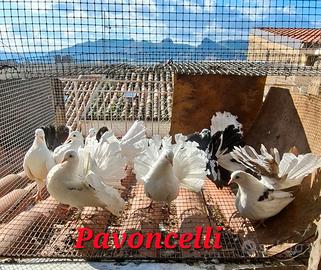 Colombi pavoncelli