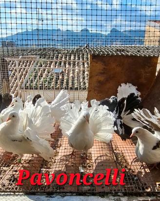 Colombi pavoncelli