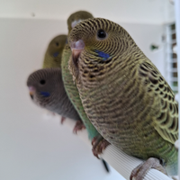 Cocorite faccia nera black face