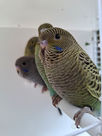 Cocorite faccia nera black face