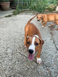 Cucciolo Amstaff