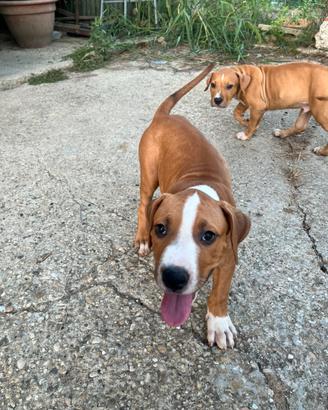 Cucciolo Amstaff
