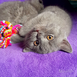 Cuccioli Scottish fold e Scottish straight